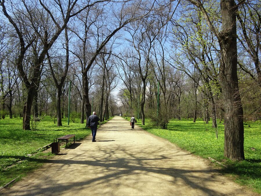 Аллея в Паке Горького Аллея в Паке Горького