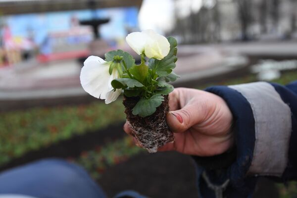 Высадка цветов в Москве Высадка цветов в Москве