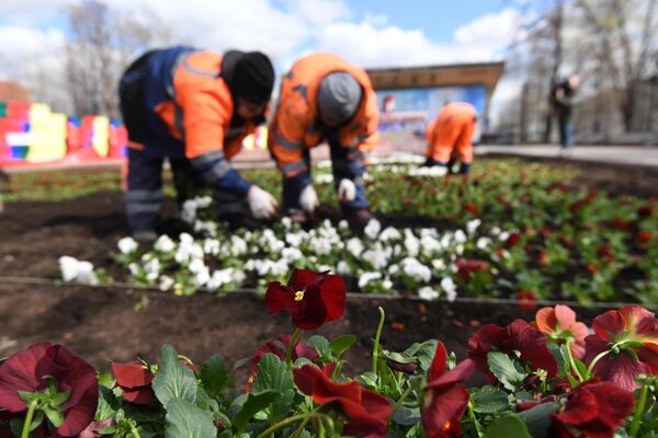 Высадка цветов в Москве Высадка цветов в Москве