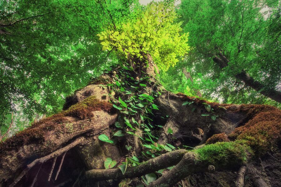 Самурский лиановый лес