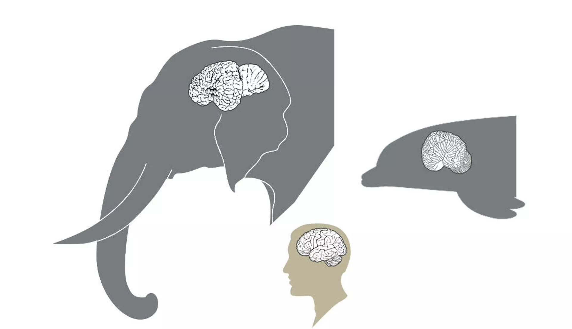 Сравнение размеров мозга слона, дельфина и человека - РИА Новости, 1920, 18.05.2021