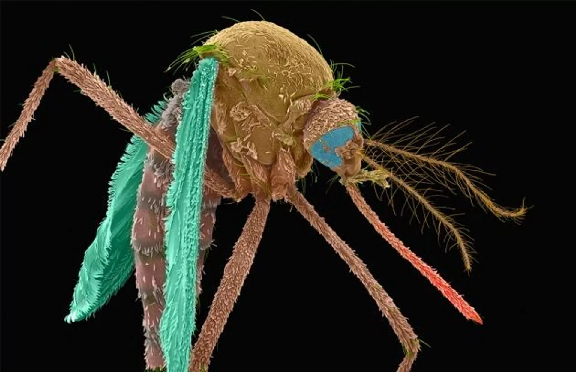 Выращенные в лаборатории москиты, разработанные MosquitoMate, направлены на уничтожение диких комаров переносчиков болезней  - РИА Новости, 1920, 02.06.2021