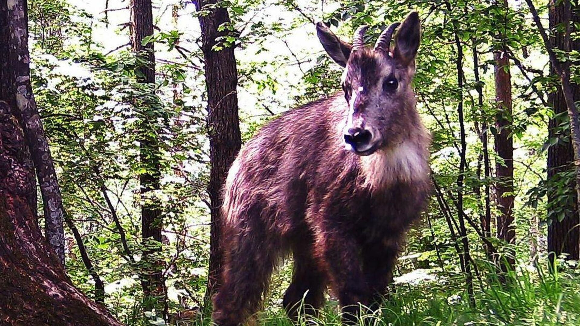 Амурский горал фото животного