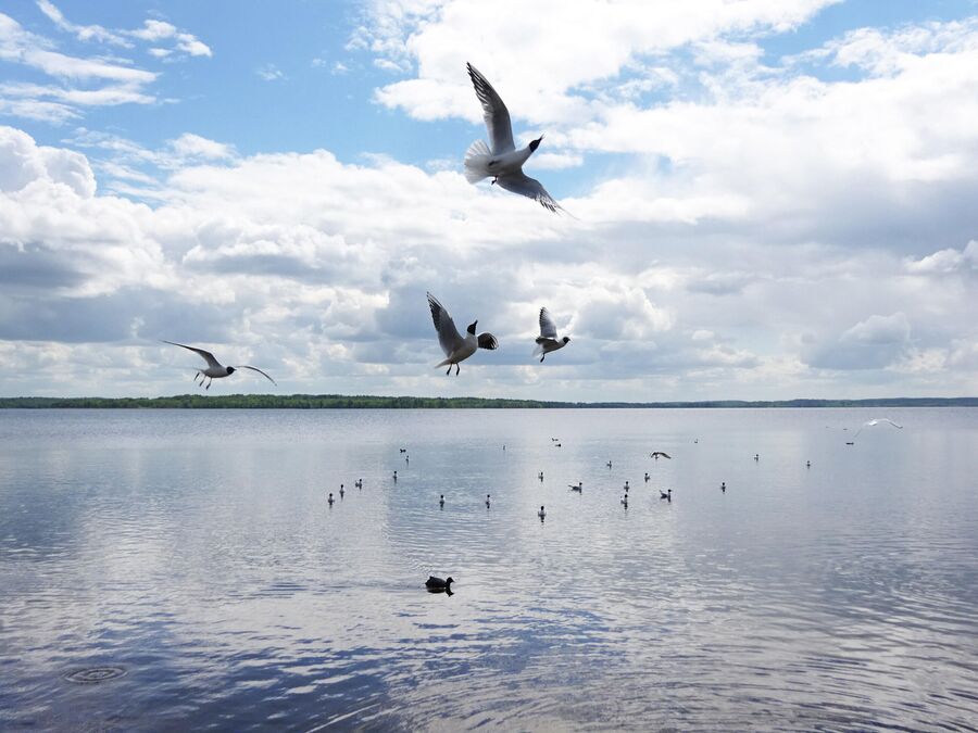Чайки на Себежском озере