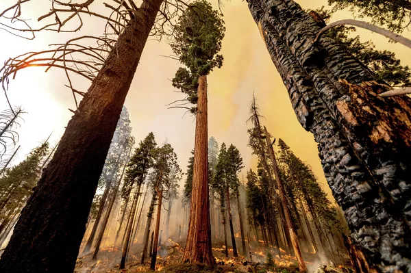 Пожар в Национальном парке Секвойя в штате Калифорнии