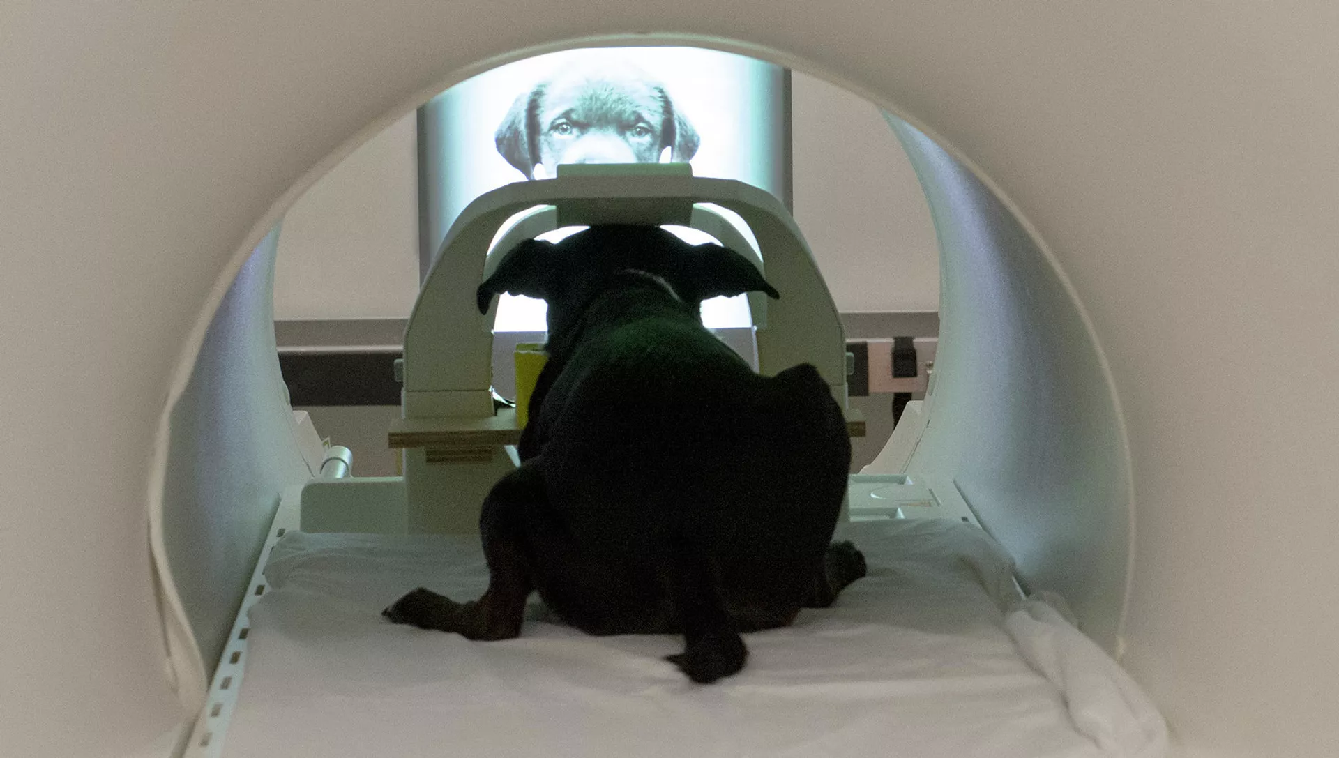 Собака внутри магнитно-резонансного томографа - РИА Новости, 1920, 04.08.2015