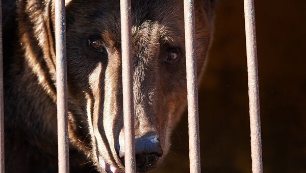 Спасенный во время наводнения из зоопарка медведь в импровизированном центре передержки в Уссурийске. Архивное фото Спасенный во время наводнения из зоопарка медведь в импровизированном центре передержки в Уссурийске. Архивное фото