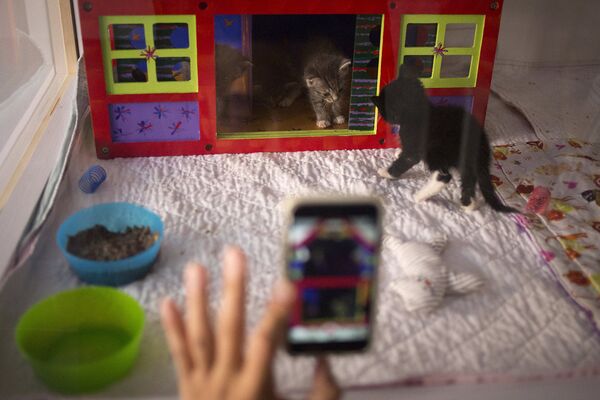 Кафе The Cat's Meow в Бруклине Кафе The Cat's Meow в Бруклине