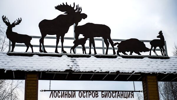На биостанции в парке Лосиный остров. Архивное фото На биостанции в парке Лосиный остров. Архивное фото