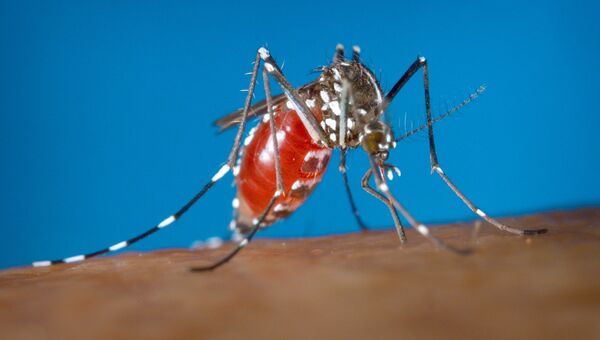 Самка комара Aedes albopictus - переносчика вируса Зика. Архивное фото Самка комара Aedes albopictus - переносчика вируса Зика. Архивное фото