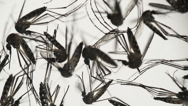Комар Aedes albopictus - переносчик вируса Зика. Архивное фото Комар Aedes albopictus - переносчик вируса Зика. Архивное фото