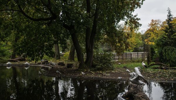 В Калининградском зоопарке. Архивное фото В Калининградском зоопарке. Архивное фото