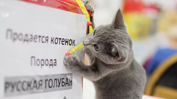 Кошка породы русская голубая на выставке Гран-при Royal Canin в Москве