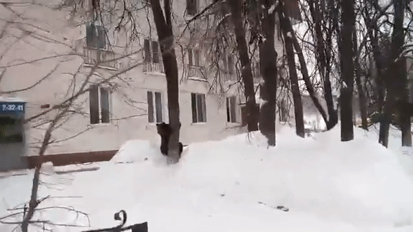 Медведь попытался залезть на дерево в центре города в Самарской области Медведь попытался залезть на дерево в центре города в Самарской области