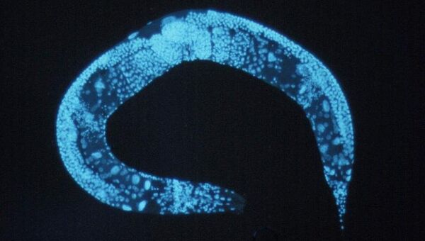 Фотография нематоды Caenorhabditis elegans Фотография нематоды Caenorhabditis elegans
