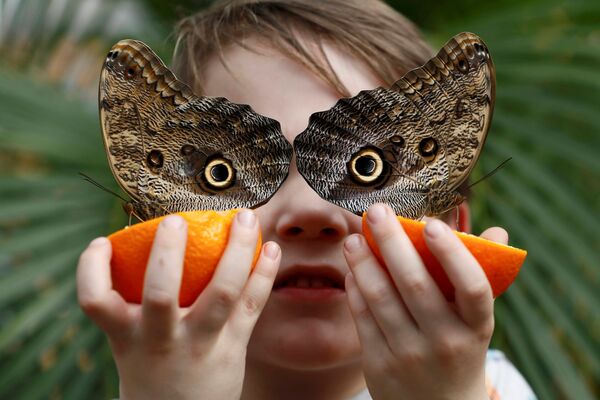 Ежегодная выставка экзотических бабочек Sensational Butterflies в музее естественной истории в Лондоне Ежегодная выставка экзотических бабочек Sensational Butterflies в музее естественной истории в Лондоне