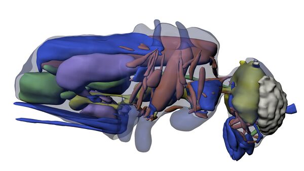 3D модель Megaphragma mymaripenne — одного из самых мелких в мире представителей насекомых 3D модель Megaphragma mymaripenne — одного из самых мелких в мире представителей насекомых