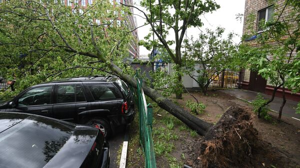 В Москве упавшие деревья повредили одиннадцать автомобилей