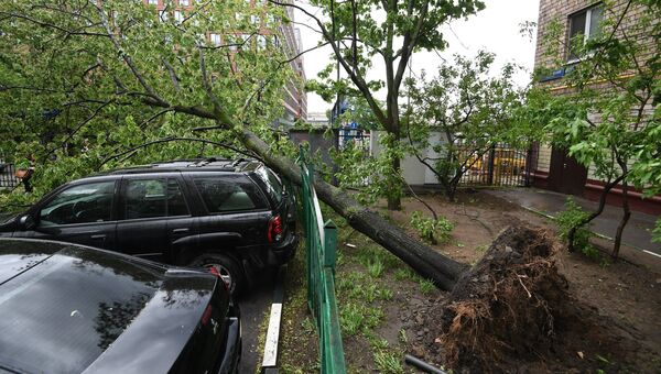 Сломанное ураганом дерево во дворе жилого дома в Москве Сломанное ураганом дерево во дворе жилого дома в Москве