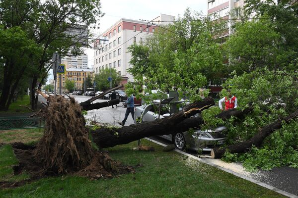 Сломанное ураганом дерево на одной из улиц в Москве Сломанное ураганом дерево на одной из улиц в Москве