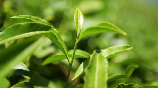 Чайные листья на плантации