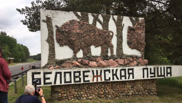 Беловежская пуща. Архивное фото Беловежская пуща. Архивное фото