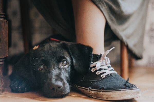 Работа победителя конкурса Dog Photographer of the year Работа победителя конкурса Dog Photographer of the year