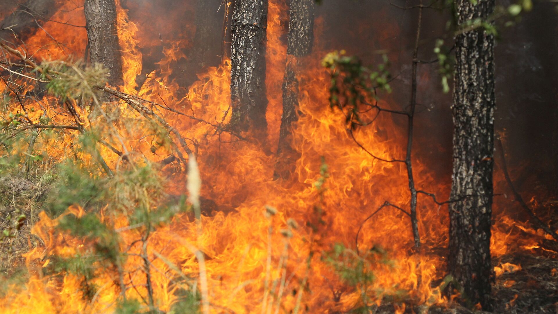 В Истринском районе Подмосковья загорелся лес