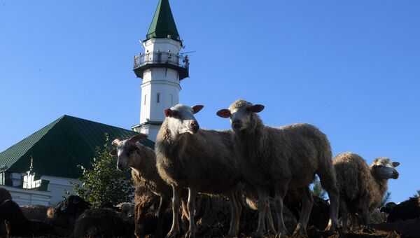 Жертвенные бараны у мечети Аль-Марджани в Казани в день праздника жертвоприношения Курбан-байрам. 1 сентября 2017 Жертвенные бараны у мечети Аль-Марджани в Казани в день праздника жертвоприношения Курбан-байрам. 1 сентября 2017