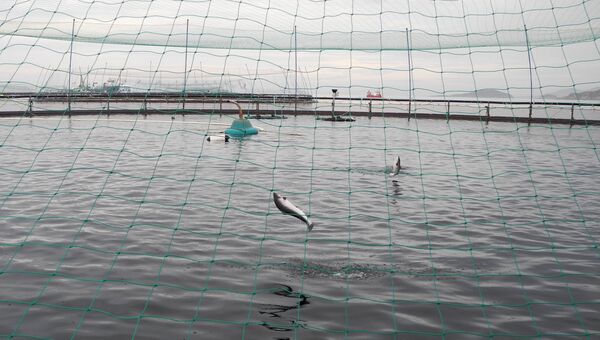 Лосось в открытых круговых сетях на заводе по производству аквакультур Leroy Seafood в заливе Хитра Лосось в открытых круговых сетях на заводе по производству аквакультур Leroy Seafood в заливе Хитра