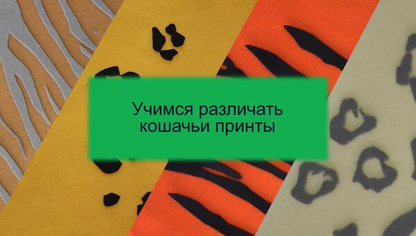 Все дело в пятнах: чем отличаются окрасы диких кошек Все дело в пятнах: чем отличаются окрасы диких кошек