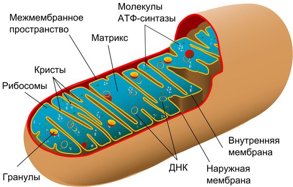 Схема строения митохондрии Схема строения митохондрии
