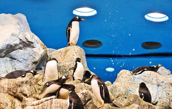 Королевские пингвины в пингвинарии Лоро Парка (Loro Parque) на Тенерифе Королевские пингвины в пингвинарии Лоро Парка (Loro Parque) на Тенерифе