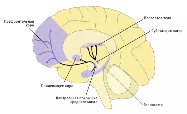 Дофаминовая система мозга