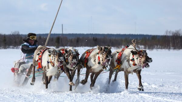 Гонки на оленьих упряжках Гонки на оленьих упряжках