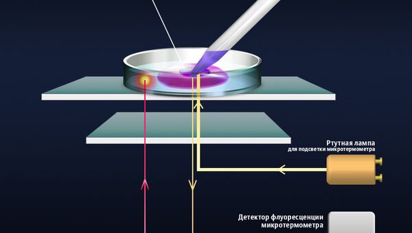 Схема установки для измерения температуры клетки Схема установки для измерения температуры клетки