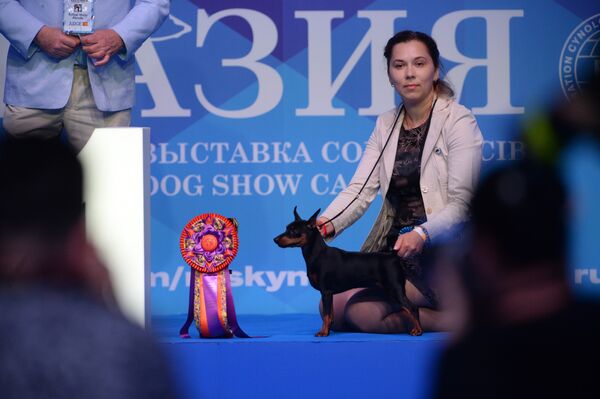 На Интернациональной выставке собак Евразия-2018 в МВЦ Крокус Экспо в Москве На Интернациональной выставке собак Евразия-2018 в МВЦ Крокус Экспо в Москве