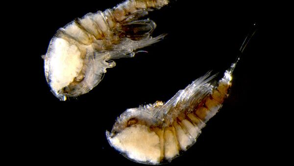 Harpacticoida Copepoda Harpacticoida Copepoda