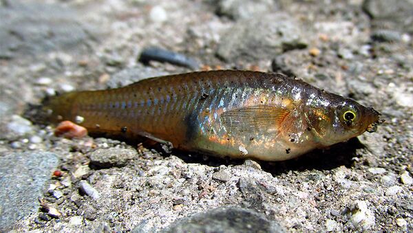 Рыба Gambusia holbrooki Рыба Gambusia holbrooki