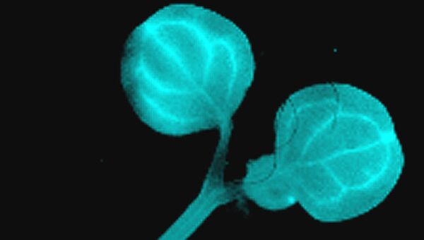 Биолюминесцентное растение Arabidopsis thaliana Биолюминесцентное растение Arabidopsis thaliana