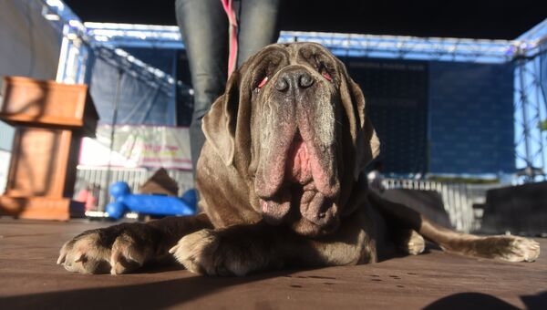 Собака на конкурсе Самая уродливая собака в мире(World's Ugliest Dog) Собака на конкурсе Самая уродливая собака в мире(World's Ugliest Dog)