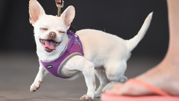 Собака на конкурсе Самая уродливая собака в мире(World's Ugliest Dog) Собака на конкурсе Самая уродливая собака в мире(World's Ugliest Dog)