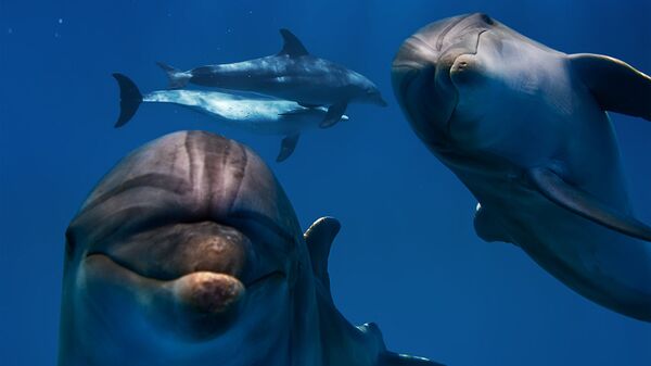 Лавров исполнил мечту девочки, которая хотела поплавать с дельфинами
