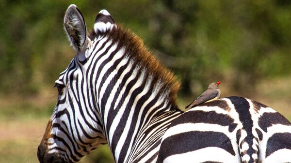 Зебра в национальном заповеднике Масаи-Мара в Кении