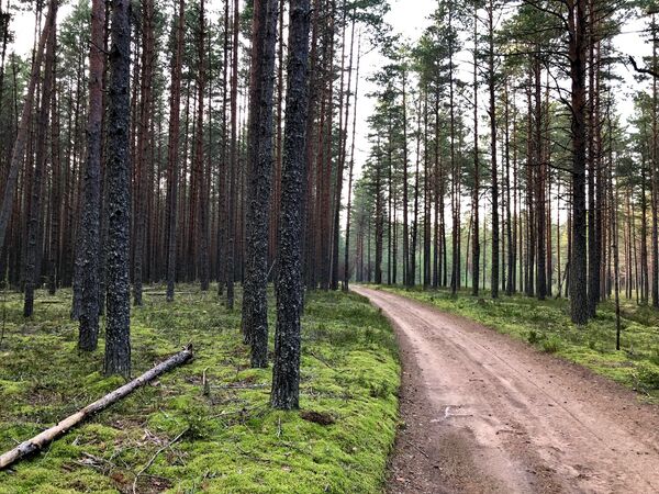 Лес, Ярославская область Лес, Ярославская область