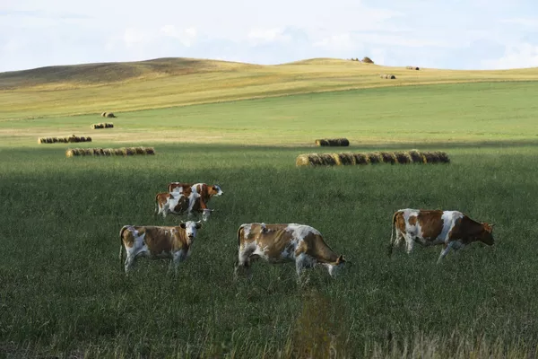 Коровы пасутся на поле у дороги в Республике Хакасия