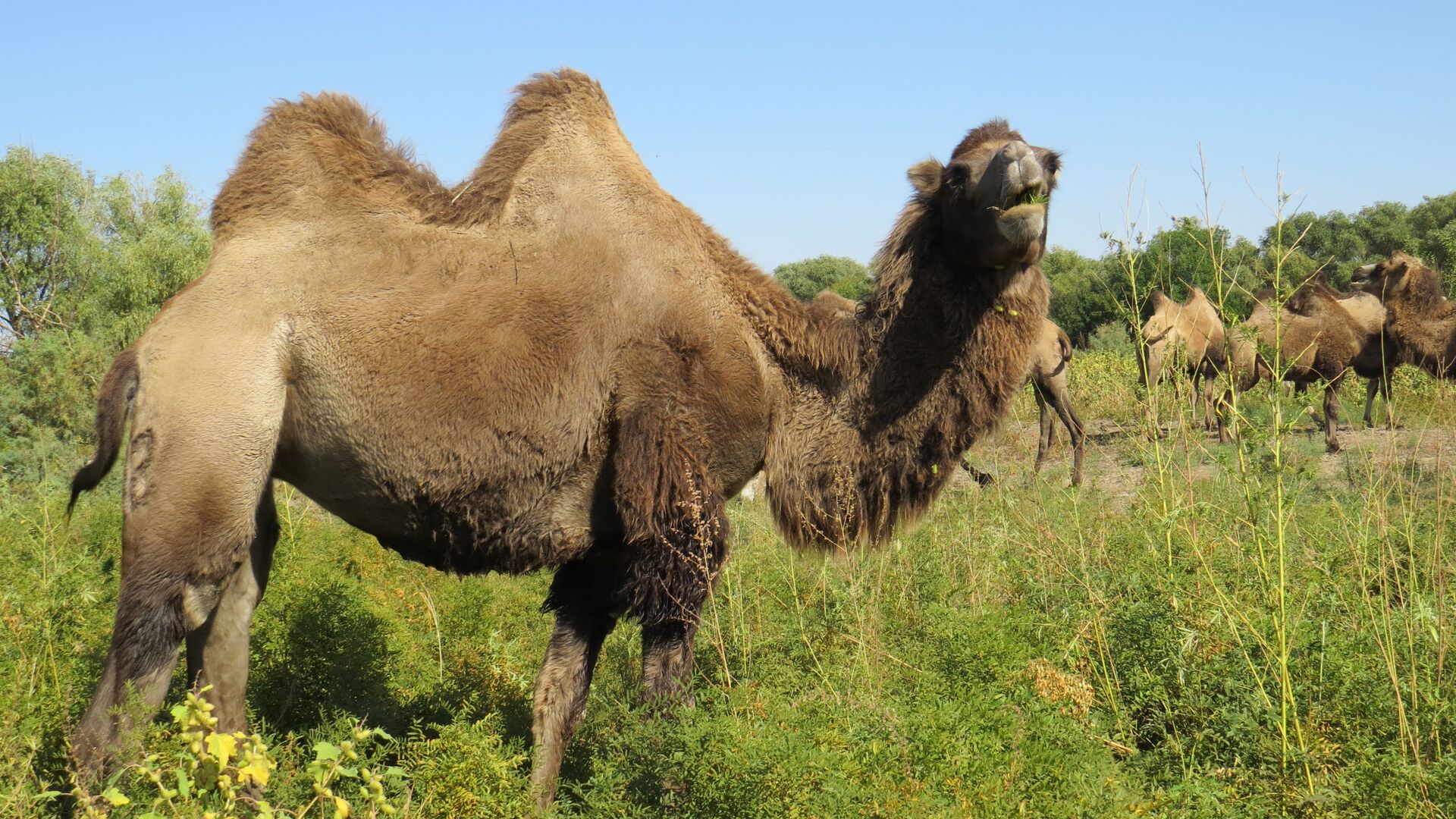 Верблюды в козловке чувашия. Верблюд старооскольский зоопарк. Верблюды в козловке чувашия. Верблюды в селе. Верблюжья ферма болгар.
