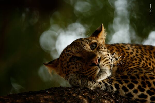 Работа фотографа Skye Meaker. Победители конкурса Wildlife Photographer of the Year 2018 Работа фотографа Skye Meaker. Победители конкурса Wildlife Photographer of the Year 2018
