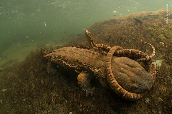Работа фотографа David Herasimtschuk. Победители конкурса Wildlife Photographer of the Year 2018 Работа фотографа David Herasimtschuk. Победители конкурса Wildlife Photographer of the Year 2018