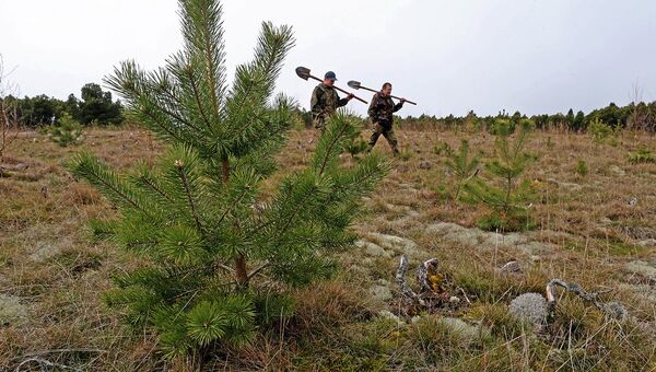 В рамках акции Живи, лес! в Брянской области высадили 4000 сеянцев сосны В рамках акции Живи, лес! в Брянской области высадили 4000 сеянцев сосны